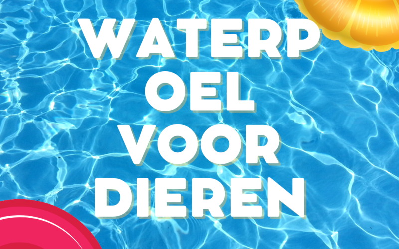 Ontdek de voordelen van een waterpoel voor dieren, van hydratatie tot recreatie.